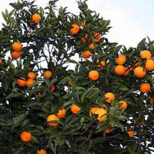 orangetree-123