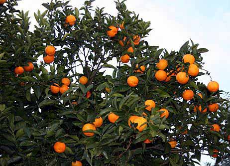 orangetree-123