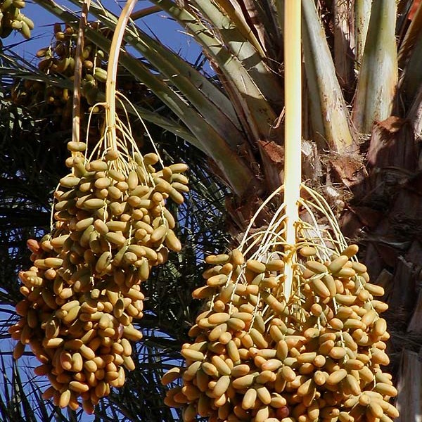 Dates_on_date_palm